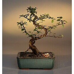Sweet Plum Curved Trunk Bonsai Tree Large (sageretia theezans)