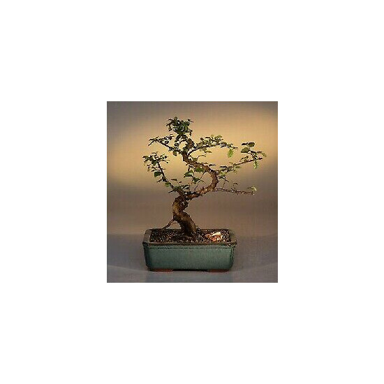 Sweet Plum Curved Trunk Bonsai Tree Large (sageretia theezans) image {1}